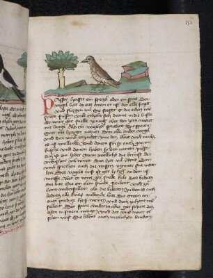 Vogel: Sperzel; (Teil III B: Von den Vögeln)