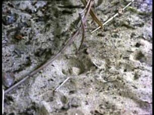 Euroleon nostras (Myrmeleonidae) - Trichterbau und Beuteerwerb