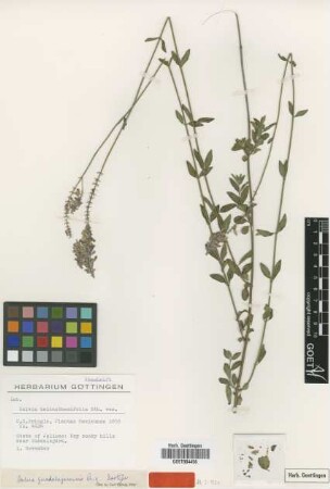 Salvia helianthemifolia Bth. var. not on sheet not on sheet