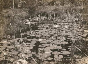 Oberlausitz. Dubringer Moor. Pflanzenbestand in einem alten Torfstich