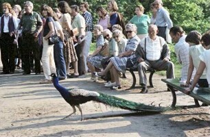 Berlin: Pfaueninsel, Havel: Führung; Gruppe mit Pfau