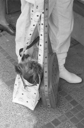 Haustier Hund
