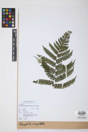 Alsophila cuspidata (Kunze) D.S.Conant