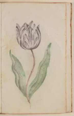 Tulpe [aus einem Skizzenbuch der Marianne Franziska Seiffert von Klettenberg]