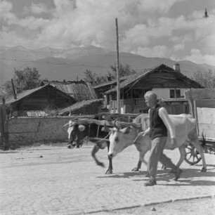 Alltagsbild. Bauer unterwegs mit Ochsen in Bansko