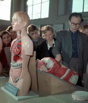 Besucher des Deutschen Hygiene-Museums Dresden zwischen Torsi