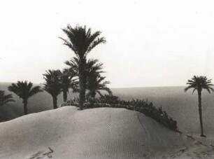 Sahara, Afrika (vielleicht in Niger). Dattelpalmen mit Sandschutz-Verbauung