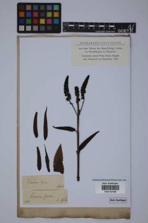 Veronica spuria spuria L.