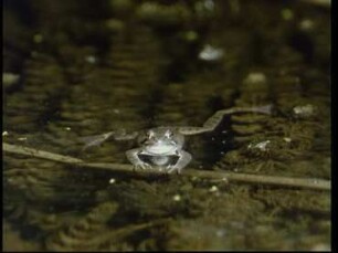 Verhalten des Springfrosches während der Fortpflanzungszeit (Rana dalmatina)