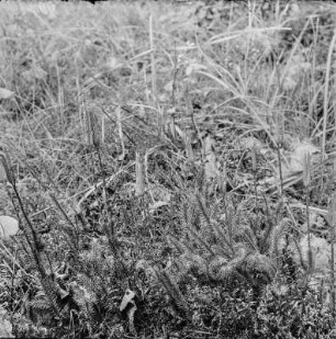 Kolbenbärlapp : Kolbenbärlapp (Lycopodium clavatum Linnaeus), auch Wolfsklaue genannt.