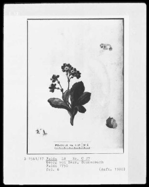 Georg Friedrich Heß, Blumenbuch — Primel, Folio 6recto