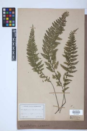 Asplenium cristatum Lam.