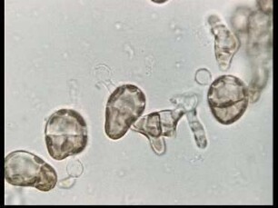 Hormone Effects in Sexual Reproduction of Brown Algae