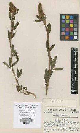 Trifolium rubens L.