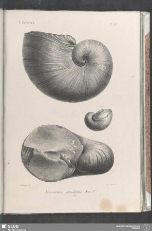 Pl. 413