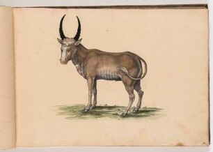 Elenantilope, im Klebeband "Gemahlte Wilde Thiere"