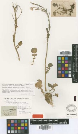 Cardamine acris Griseb. [syntype]