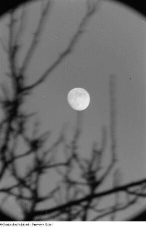 Mond umrahmt von Ästen