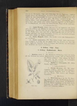 6. Gattung. Maulbeerbaum. Morus.