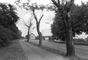 Baumsterben dreier Ahornbäume in der Ettlinger Allee bei der Schwarzwaldbrücke