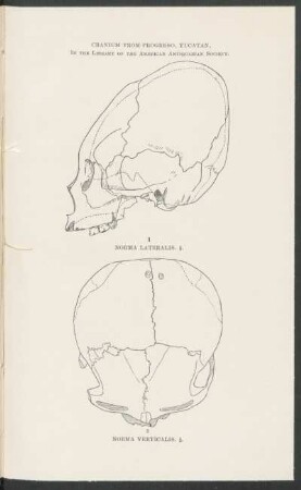 Cranium from Progreso, Yucatán in the Library of the American Antiquarian Society. : 1 . Norma Lateralis - 2. Norma Verticalis