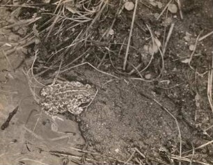 Kreuzkröte (Epidalea calamita LAUR.), ein Gewässer verlassend