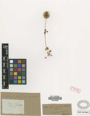 Trifolium stellatum L. var. Griseb. longiflorum