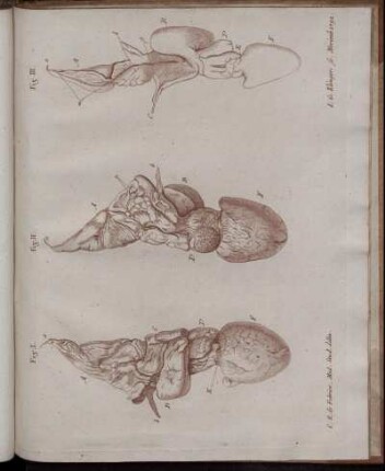 Fig. I. - Fig. III.