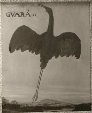 GVARA Scharlachroter Ibis (Eudocimus ruber)