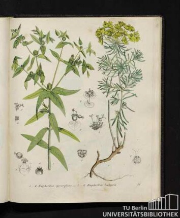 1. - 6. Euphorbia cyparissias. / 7. - 11. Euphorbia lathyris.
