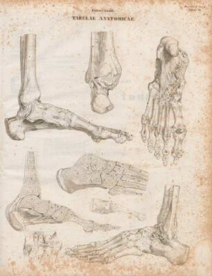 Ligamenta sinistri pedis (Lineartafel)