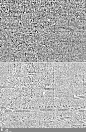 Lilienschild + IESV / LW = S.3/4+12/13