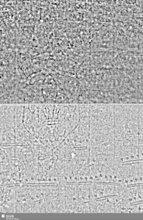 Lilienschild + IESV / LW = S.3/4+12/13