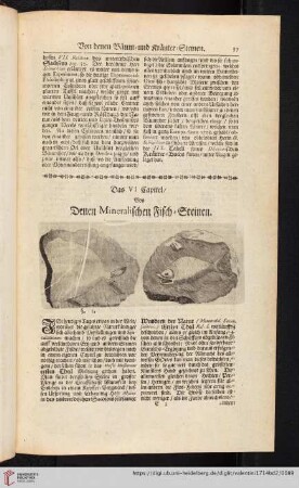 Das VII. Capitel. Von denen Mineralischen Fisch- Steinen