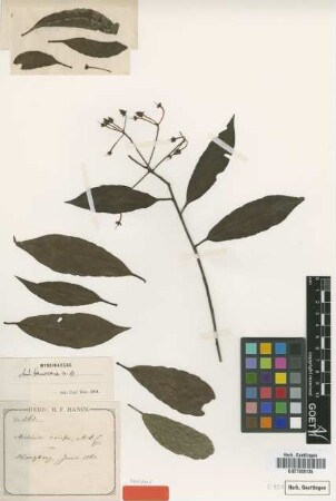 Ardisia crispa A.DC.
