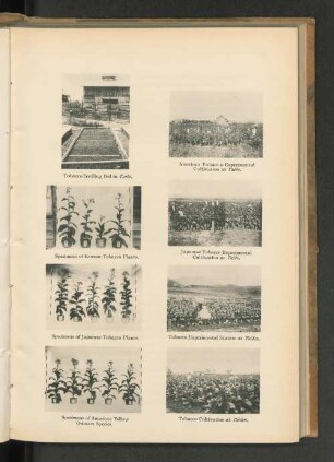 Japanese Tobacco Experimental Cultivation at Taikō.