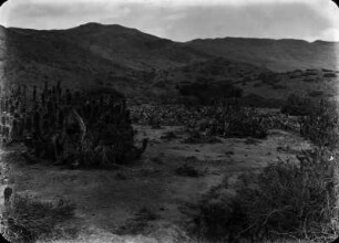 Trockenvegetation bei Molle : Berglandschaft mit Kakteen
