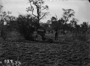 Wasserböcke und Zebras : Blick auf eine Gruppe Wasserböcke, im Hintergrund einige Zebras.