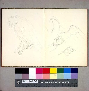 Adler
