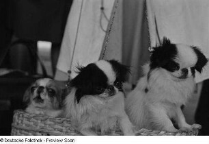 Hunde in einem Korb