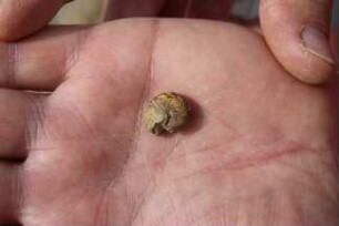 Fossilienfunde an der Baustelle des Erweiterungsbaus des Kreishauses Heidkamp