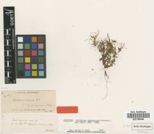 Epilobium alpinum L.