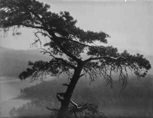 Kiefer : Sächsische Schweiz, Kiefer (Pinus sylvestris Linnaeus) auf dem Pfaffenstein.