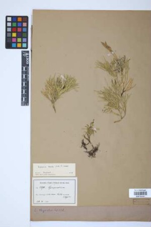Diphasiastrum thyoides (Humb. & Bonpl. ex Willd.) Holub