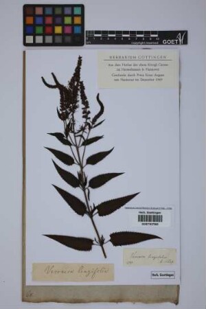 Veronica longifolia longifolia L.