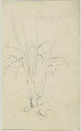 Baum