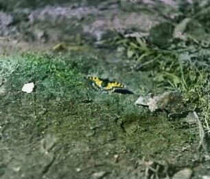 Insekten. Schwalbenschwanz (Papilio machaon)
