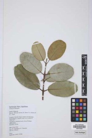 Melicope anisata (H. Mann) T.G. Hartley & B.C. Stone