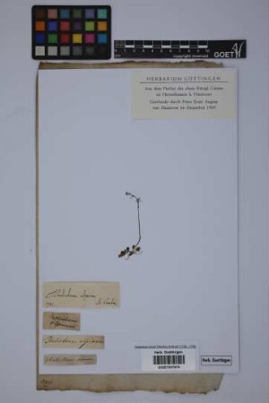 Thalictrum alpinum L.