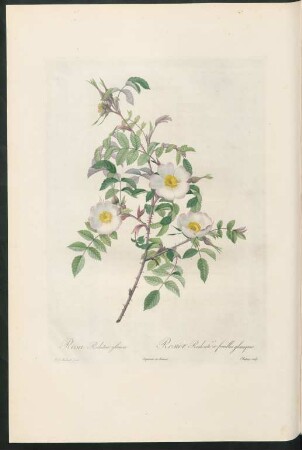 Rosa Redutea glauca. Rosier Redouté à feuilles glauques. Chapuy sculp.